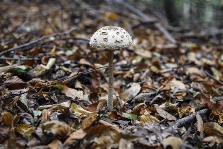 Köygöçüren uyarısı! Ölümlerin ve zehirlenmelerin yüzde 95'i bu mantardan