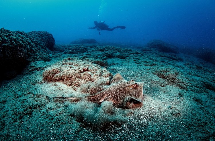 Doğu Akdeniz'in Kızıldeniz'i