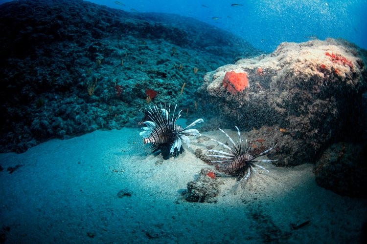 Doğu Akdeniz'in Kızıldeniz'i