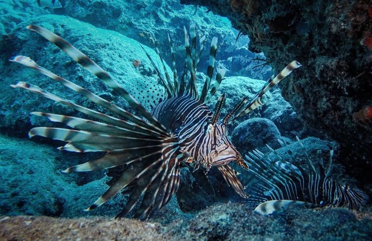 Doğu Akdeniz'in Kızıldeniz'i