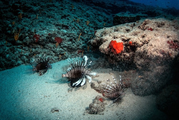 Doğu Akdeniz'in Kızıldeniz'i