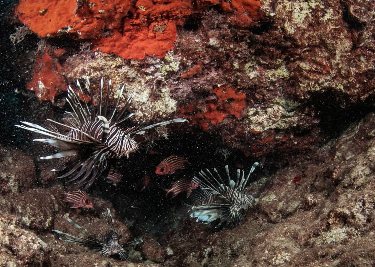 Doğu Akdeniz'in Kızıldeniz'i