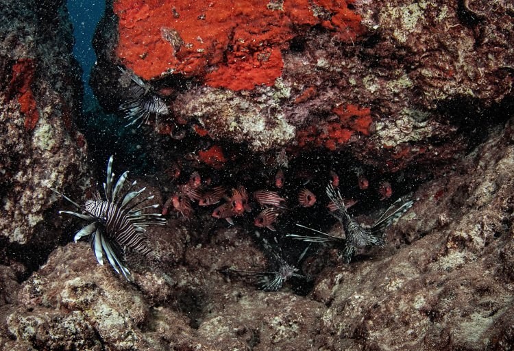 Doğu Akdeniz'in Kızıldeniz'i