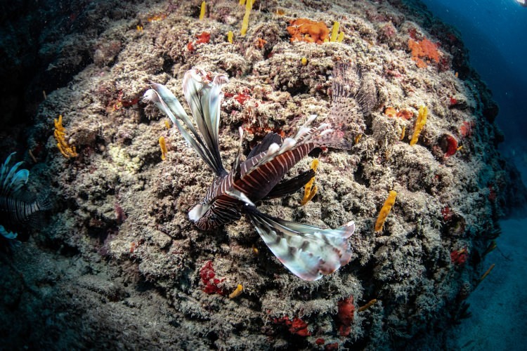 Doğu Akdeniz'in Kızıldeniz'i