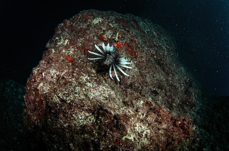 Doğu Akdeniz'in Kızıldeniz'i