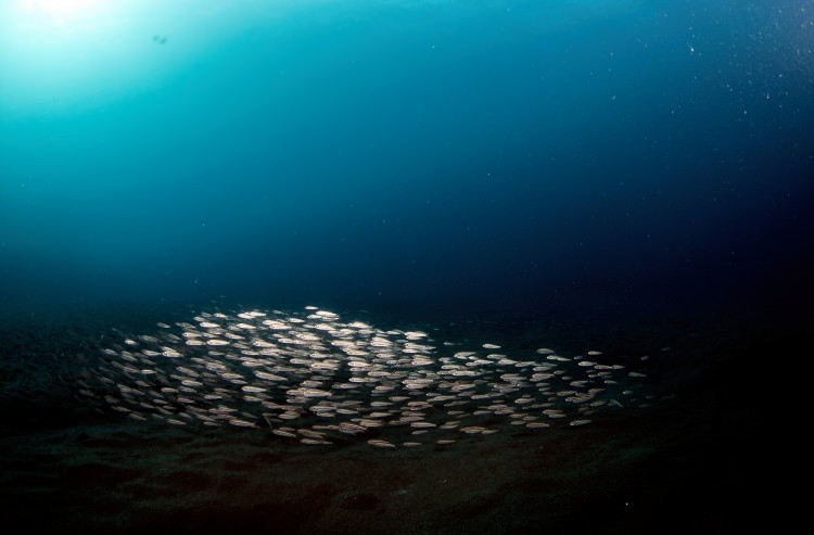 Doğu Akdeniz'in Kızıldeniz'i