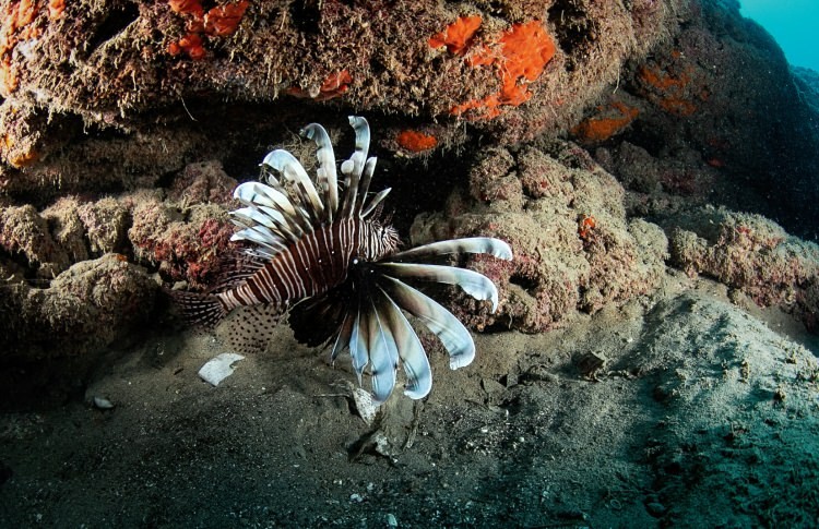 Doğu Akdeniz'in Kızıldeniz'i