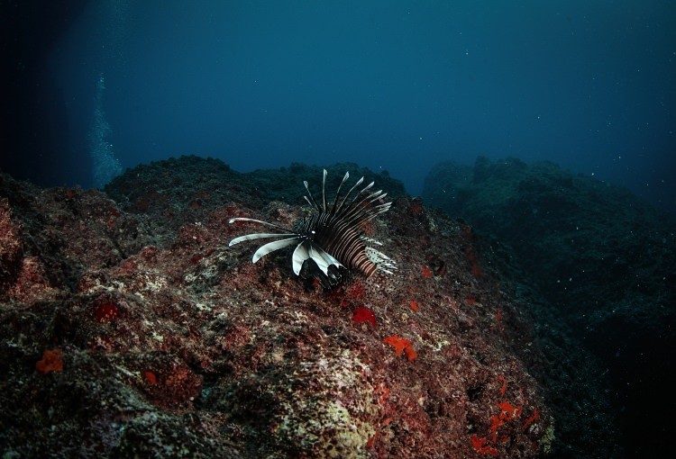 Doğu Akdeniz'in Kızıldeniz'i