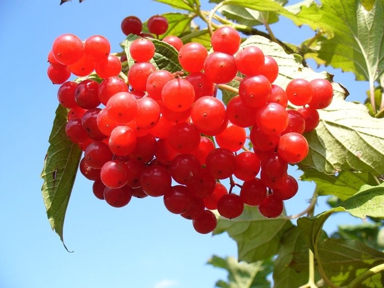 Tansiyonu dengeliyor, böbrek hastalığına iyi geliyor!