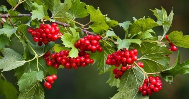 Tansiyonu dengeliyor, böbrek hastalığına iyi geliyor!