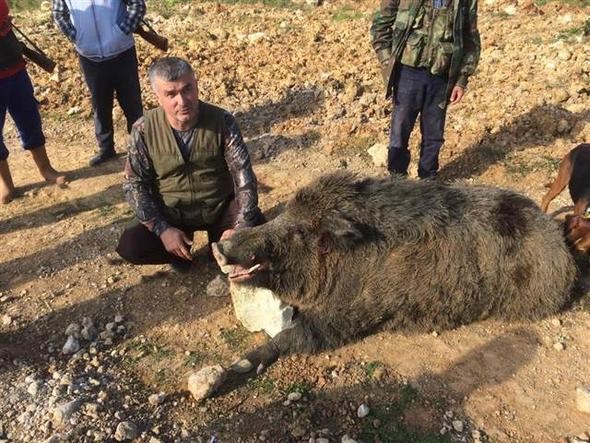 350 kiloluk domuz şaşırttı