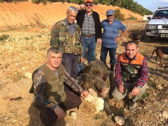 350 kiloluk domuz şaşırttı