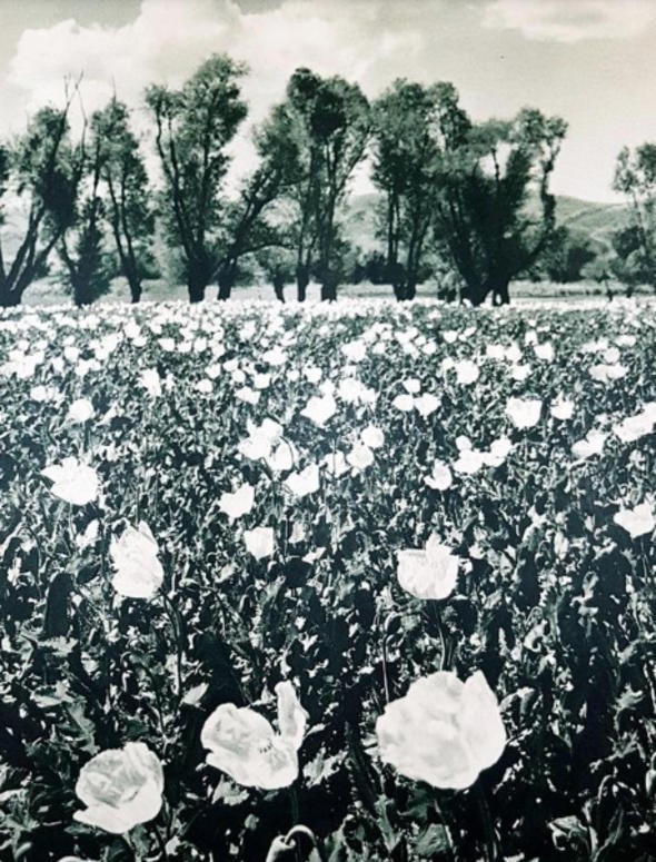 Atatürk’ün Türkiye’yi dünyaya tanıtmak için çektirdiği 20 fotoğraf