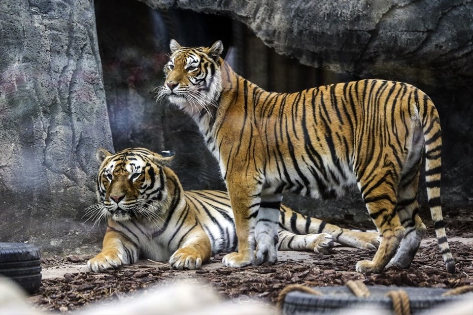 Türkiye'nin ilk Aslan Parkı