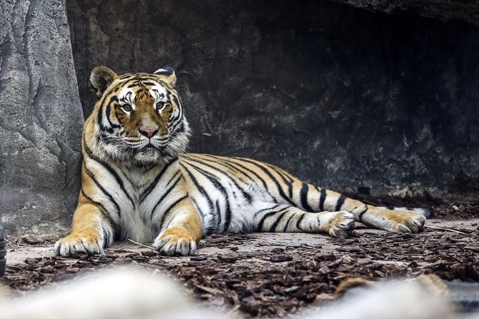 Türkiye'nin ilk Aslan Parkı