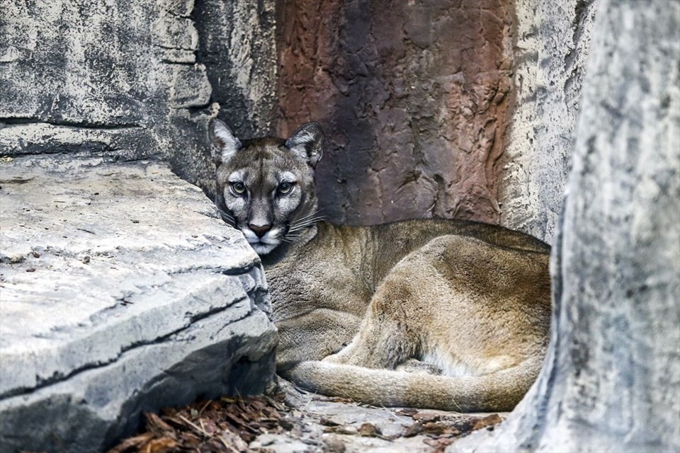 Türkiye'nin ilk Aslan Parkı