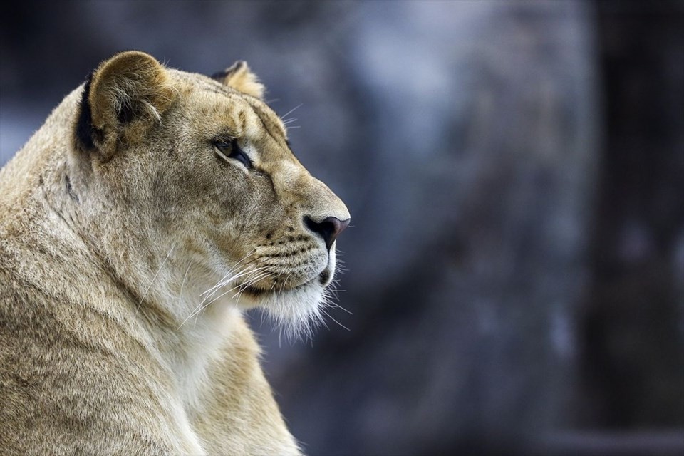 Türkiye'nin ilk Aslan Parkı