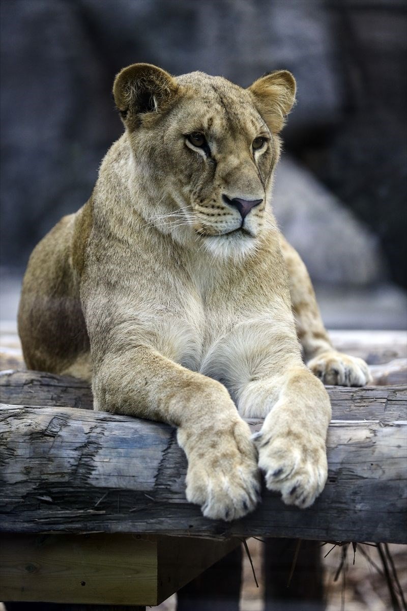 Türkiye'nin ilk Aslan Parkı