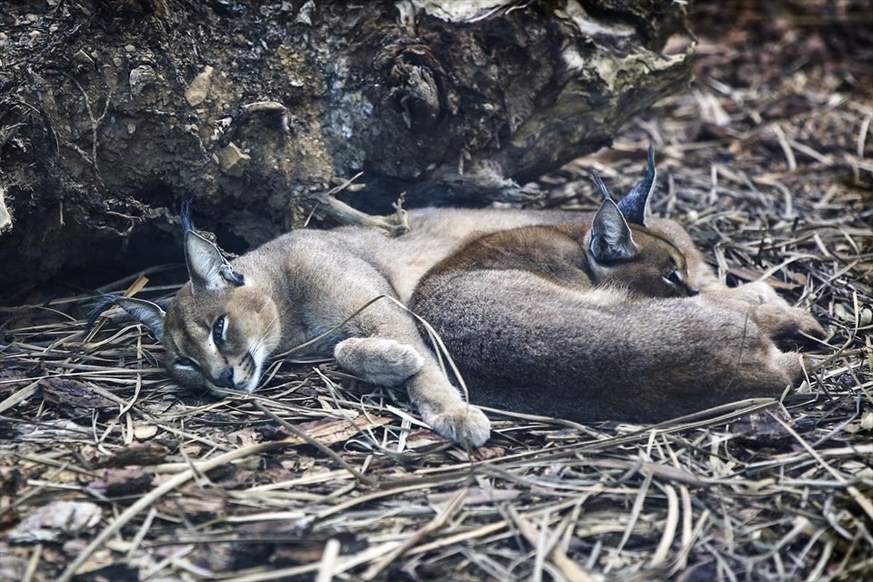 Türkiye'nin ilk Aslan Parkı