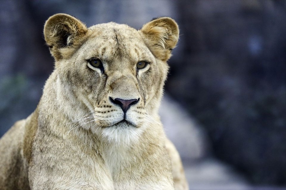 Türkiye'nin ilk Aslan Parkı