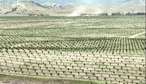 O köy için şehirden köye göç başladı!