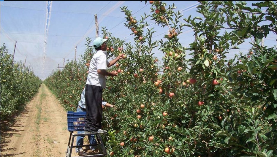 O köy için şehirden köye göç başladı!