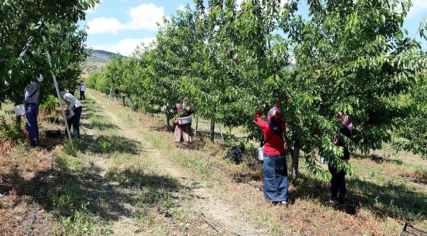 O köy için şehirden köye göç başladı!