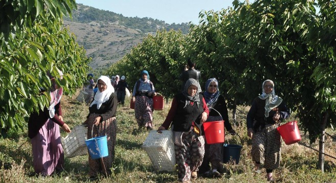 O köy için şehirden köye göç başladı!