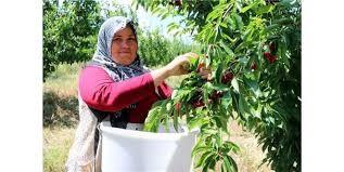 O köy için şehirden köye göç başladı!