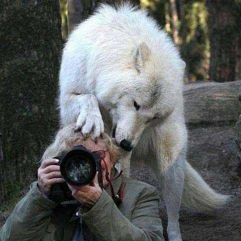 Vahşi doğa fotoğrafçılarının zor ve güzel anları