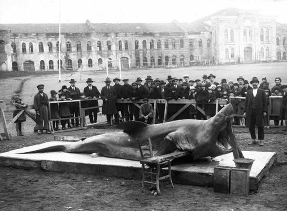 Avusturya'da İstanbul'un 100 yıllık fotoğrafları ortaya çıktı