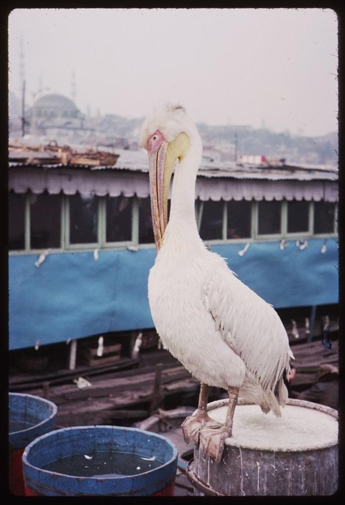 Renklendirilmiş halleriyle eski İstanbul fotoğrafları