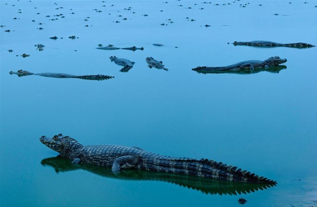 İşte 2018'in en iyi doğa fotoğrafları