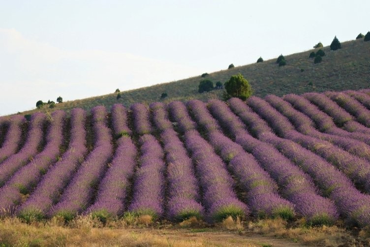 Oraya bu yıl 150 bin ziyaretçi bekleniyor