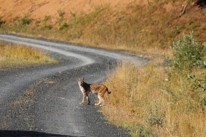 Tunceli'de vaşak görüntülendi!