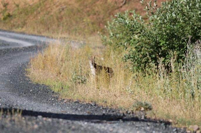 Tunceli'de vaşak görüntülendi!