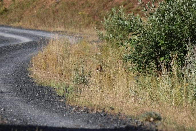 Tunceli'de vaşak görüntülendi!