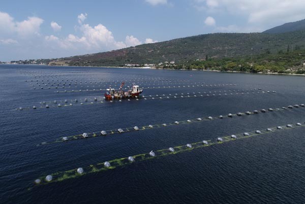 Midye tarlasında hasat sürüyor