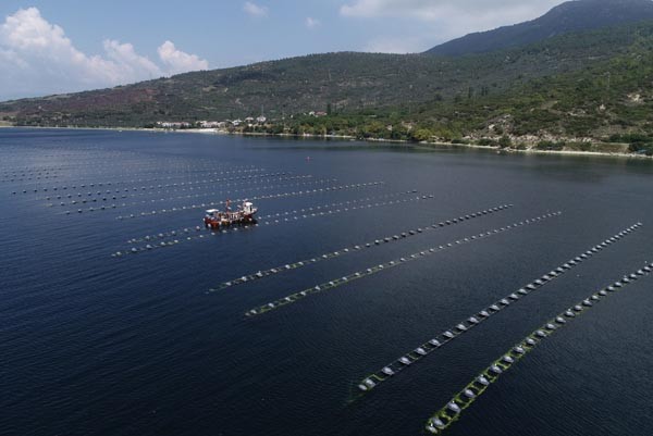 Midye tarlasında hasat sürüyor