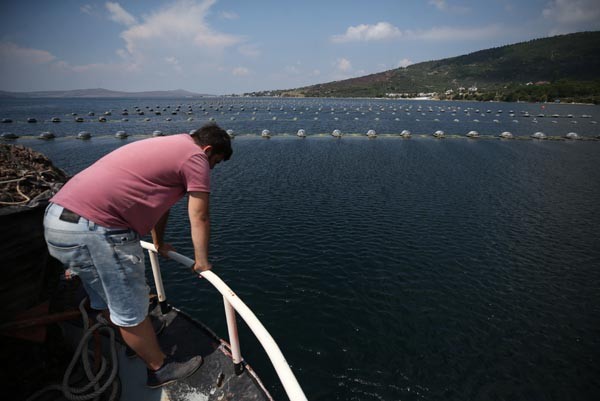 Midye tarlasında hasat sürüyor