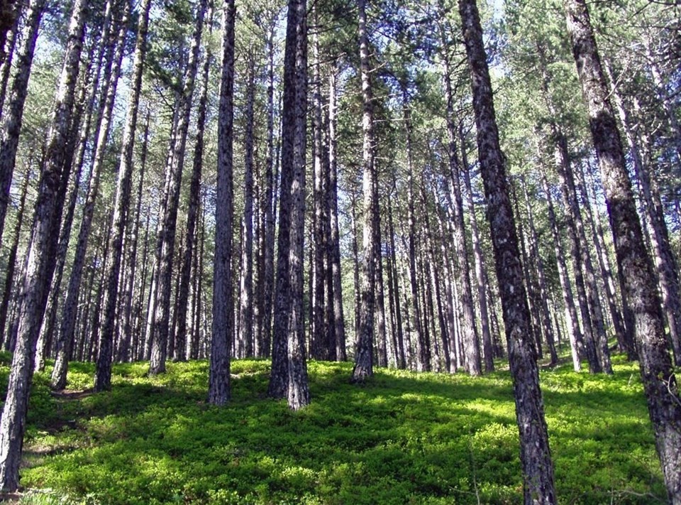 Türkiye'nin Milli Parkları