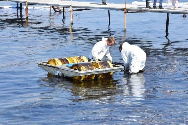 Foça sahili petrole bulandı