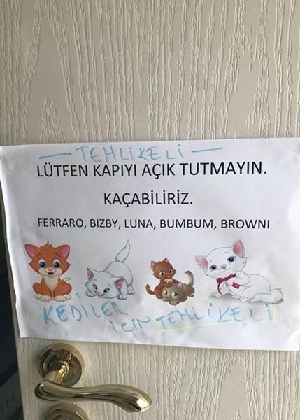 Kediciklerin odası ilk kez görüntülendi