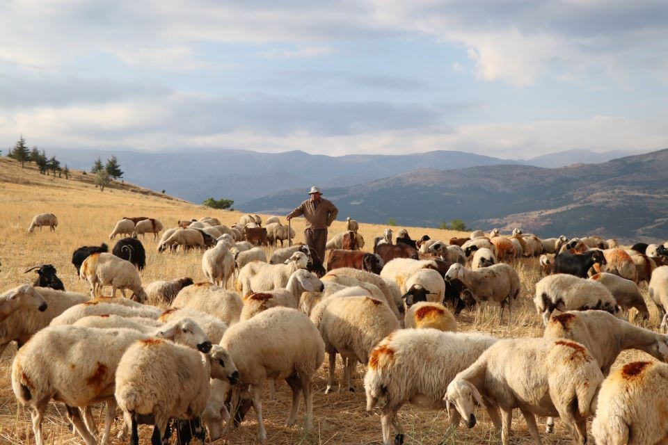 İlçede başkan, merada çoban