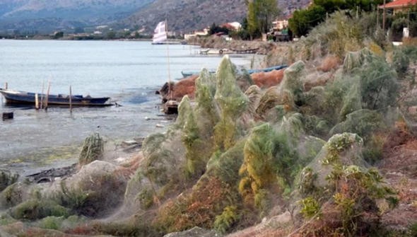 Yunanistan'da bir kasabada tüm sahil örümcek ağlarıyla kaplandı