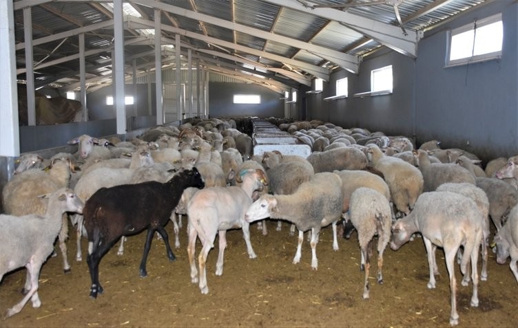 Üst düzey yöneticiydi köyünde hayvancılığa başladı! 