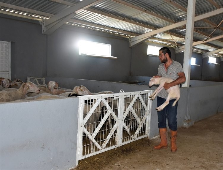 Üst düzey yöneticiydi köyünde hayvancılığa başladı! 