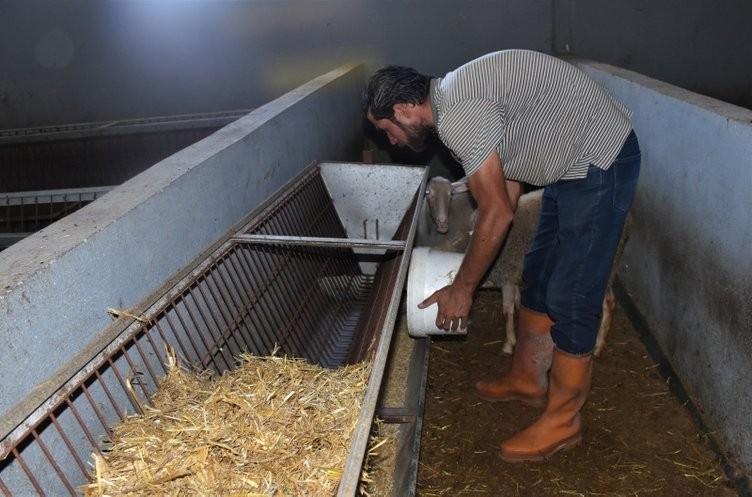 Üst düzey yöneticiydi köyünde hayvancılığa başladı! 