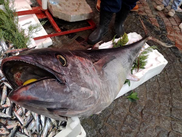 Saros'ta yakalanan orkinosu Yunan ve Bulgarlar aldı