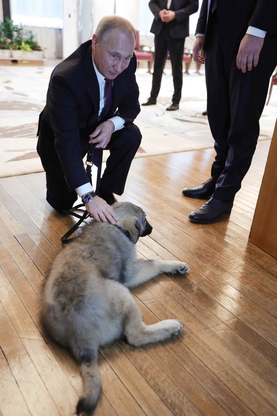 Sırbistan'da Putin'e görkemli tören! Köpek hediye edildi